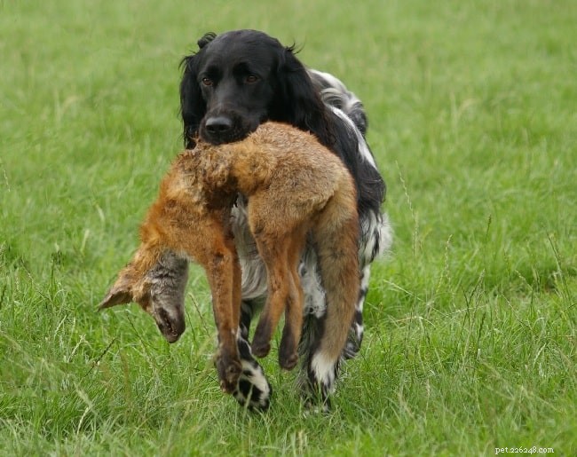 Large Münsterländer: Traits, Training, and Ideal Homes