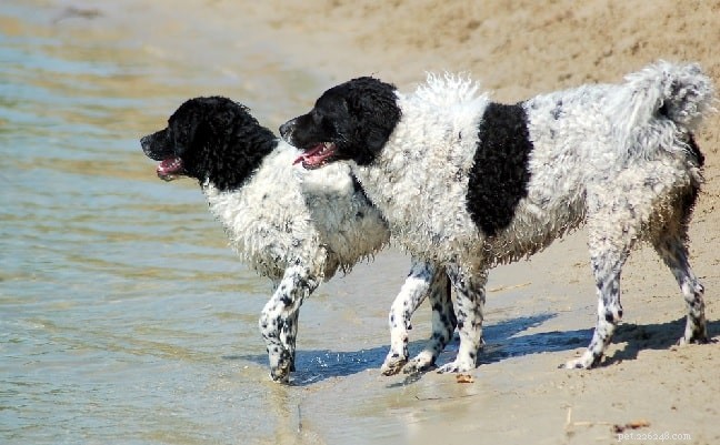 Frisian Water Dog (Wetterhoun) Behavior Guide