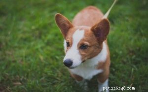 Understanding Corsengi Behavior: Traits and Temperament