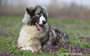Carpathian Shepherd: Temperament, Activity Needs & Ideal Living