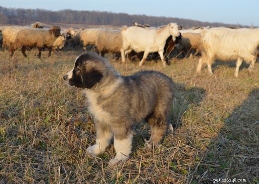 Carpathian Shepherd: Temperament, Activity Needs & Ideal Living