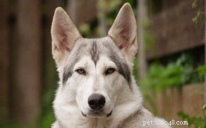 Northern Inuit: Powerful, Wolf‑Like Dog, Yet Gentle & Loyal – Perfect for Active Families