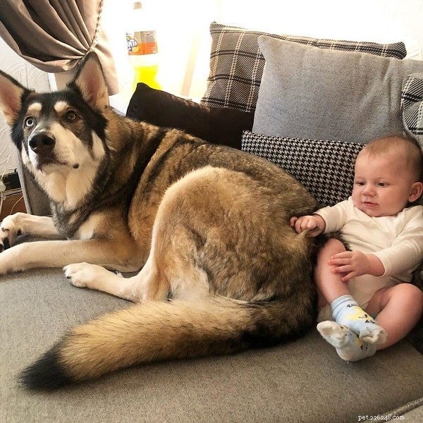 Northern Inuit: Powerful, Wolf‑Like Dog, Yet Gentle & Loyal – Perfect for Active Families