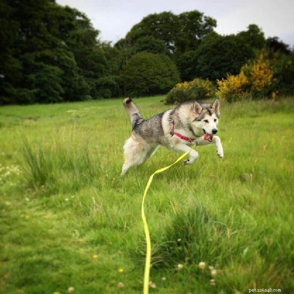 Northern Inuit: Powerful, Wolf‑Like Dog, Yet Gentle & Loyal – Perfect for Active Families