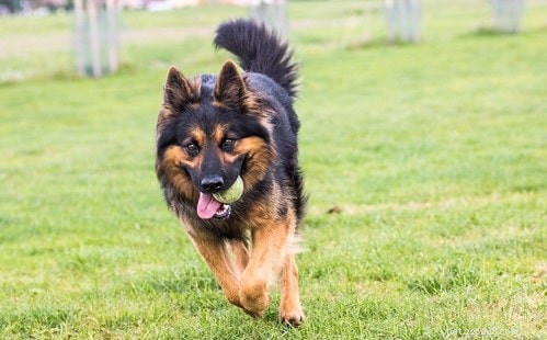 Bohemian Shepherd Behavior: Traits, Training, and Family Life