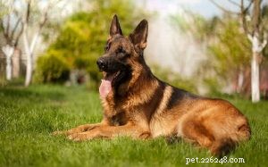 King Shepherd Traits: Power, Intelligence, and Family-Friendly Temperament