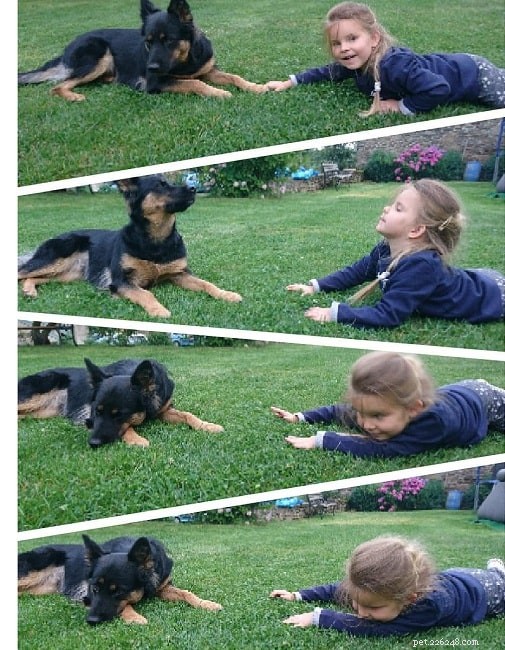 Bohemian Shepherd Behavior: Traits, Training, and Family Life
