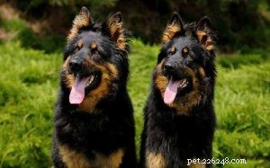 Bohemian Shepherd Behavior: Traits, Training, and Family Life