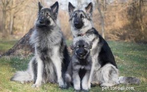 Shiloh Shepherd: Behavior, Temperament & Family Suitability