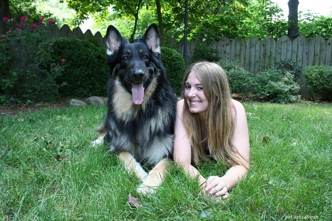 Shiloh Shepherd: Behavior, Temperament & Family Suitability