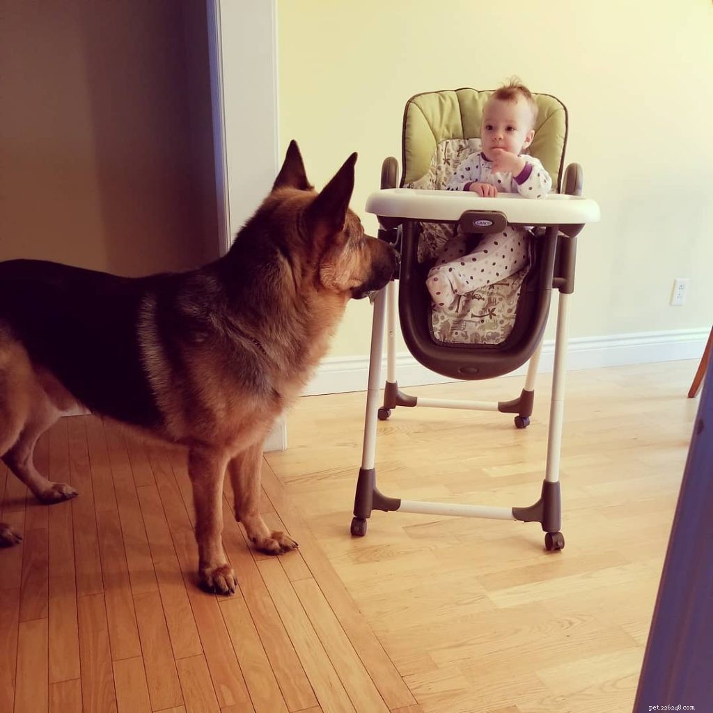 King Shepherd Traits: Power, Intelligence, and Family-Friendly Temperament