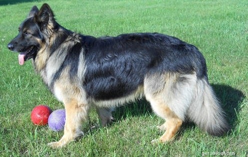 King Shepherd Traits: Power, Intelligence, and Family-Friendly Temperament