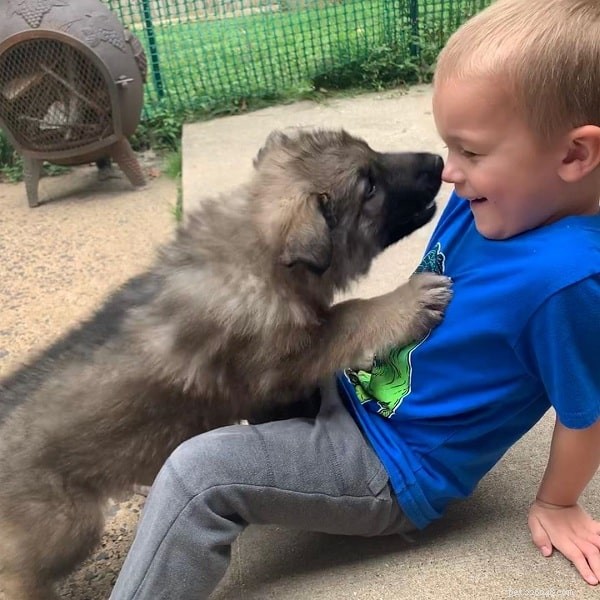 Shiloh Shepherd: Behavior, Temperament & Family Suitability