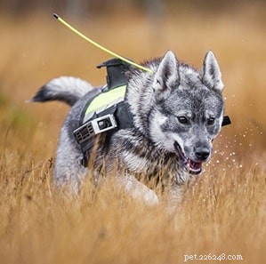 Swedish Elkhound (Jamthund): Temperament, Care, and Family Compatibility