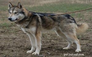 Tamaskan Dog Behavior: Energy, Exercise, and Living Tips