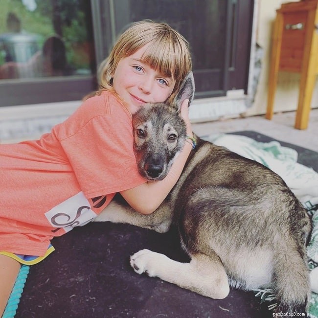 Tamaskan Dog Behavior: Energy, Exercise, and Living Tips