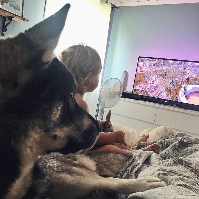 Swedish Elkhound (Jamthund): Temperament, Care, and Family Compatibility