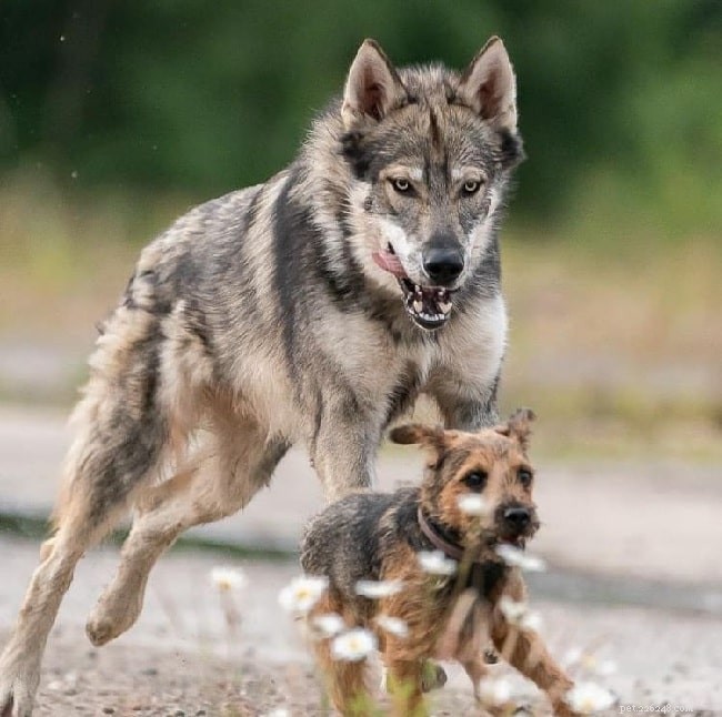 Tamaskan Dog Behavior: Energy, Exercise, and Living Tips
