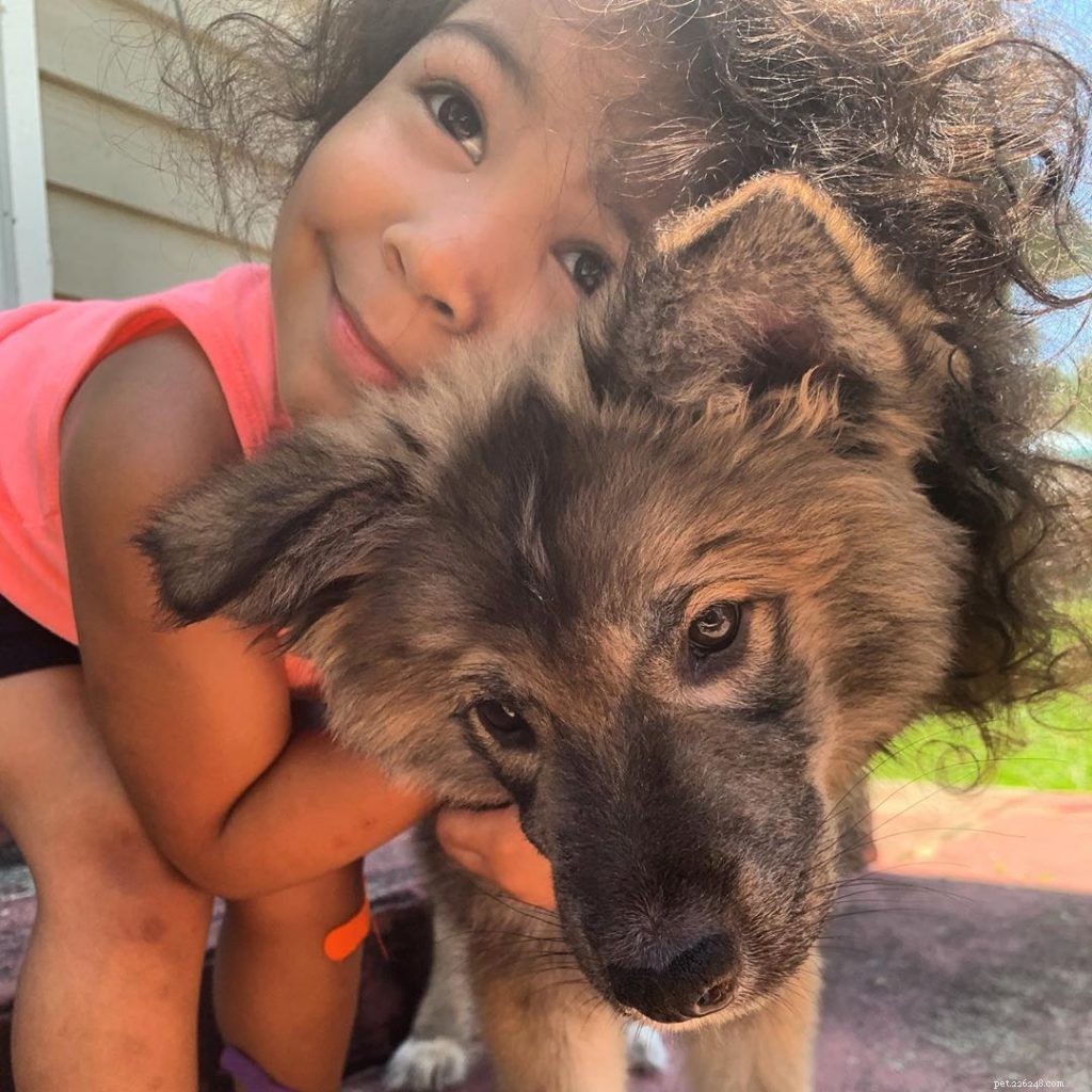 Tamaskan Dog: Comprehensive Breed Profile & Care Guide