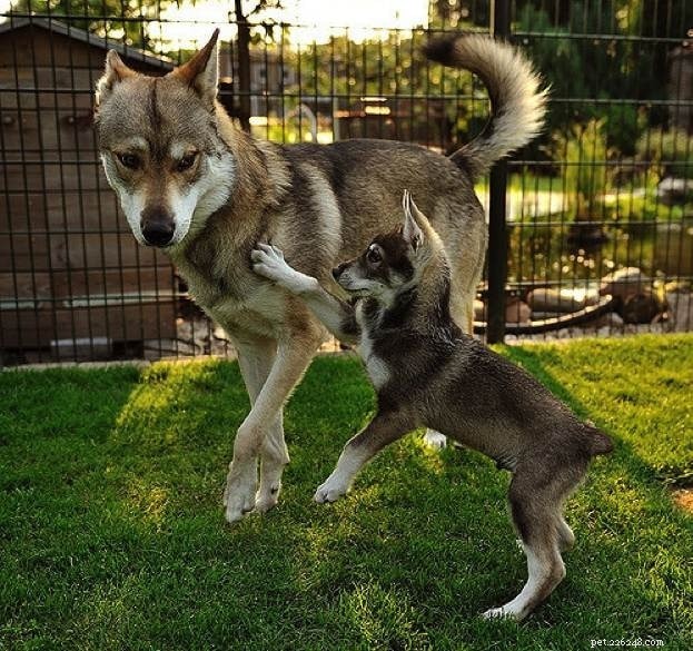 Tamaskan Dog: Comprehensive Breed Profile & Care Guide