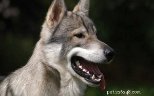 Tamaskan Dog: Comprehensive Breed Profile & Care Guide