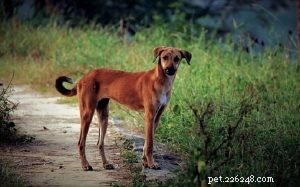Indian Pariah Dog: Traits, Temperament, and Care Guide