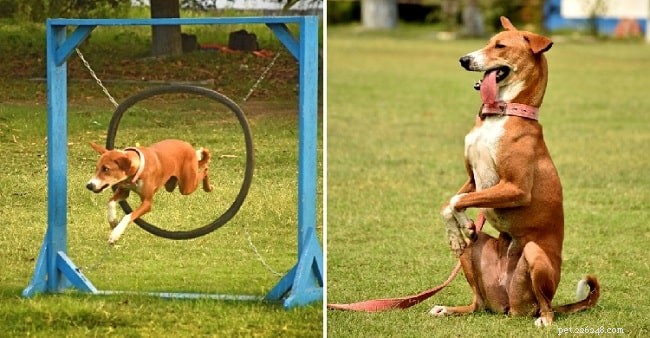 Indian Pariah Dog: Traits, Temperament, and Care Guide