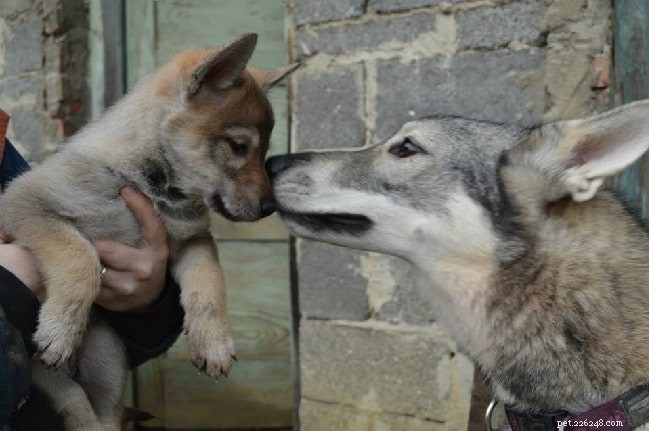 Tamaskan Dog: Comprehensive Breed Profile & Care Guide