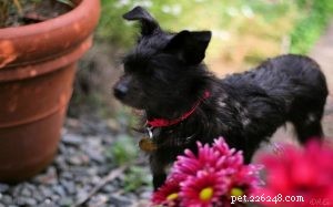 Affenhuahua: Understanding the Unique Traits of This Designer Dog Breed
