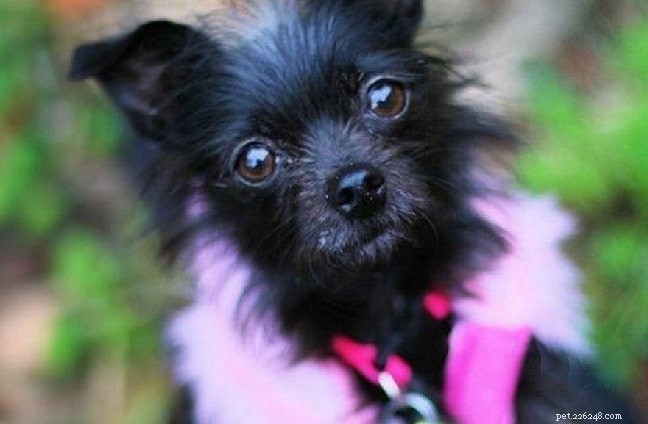 Affenhuahua: Understanding the Unique Traits of This Designer Dog Breed