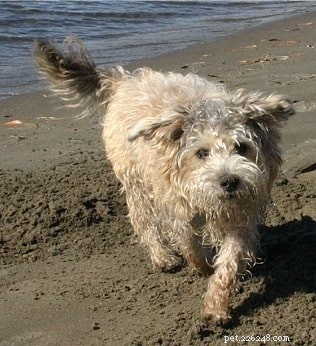Cairnoodle Behavior & Temperament: Ideal Apartment Companion