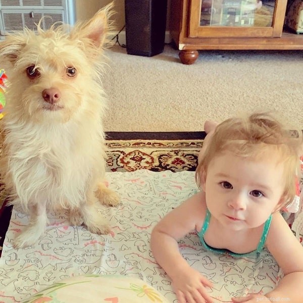 Cairnoodle Behavior & Temperament: Ideal Apartment Companion