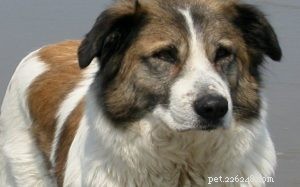 Aidi Dog Behavior: Traits, Temperament, and Care Tips