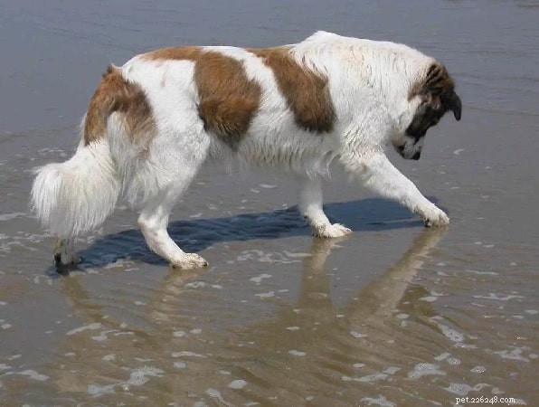 Aidi Dog Behavior: Traits, Temperament, and Care Tips