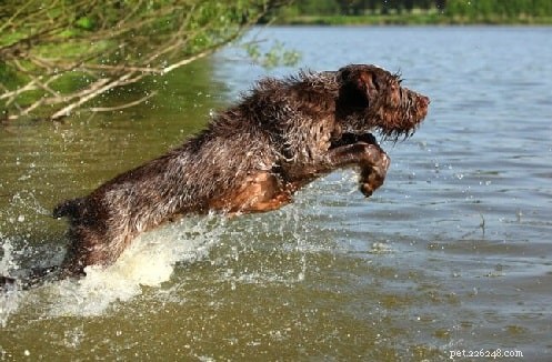 Spinone Italiano: Classic Italian Pointing Dog – Characteristics & Care