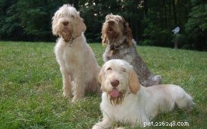 Spinone Italiano: Classic Italian Pointing Dog – Characteristics & Care