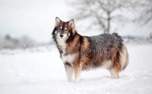 Utonagan Breed Overview: Temperament, Traits, and Family Compatibility