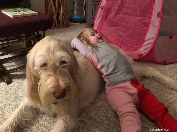Spinone Italiano: Classic Italian Pointing Dog – Characteristics & Care