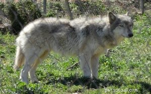 Understanding Wolfdog Behavior: Tips for Responsible Ownership