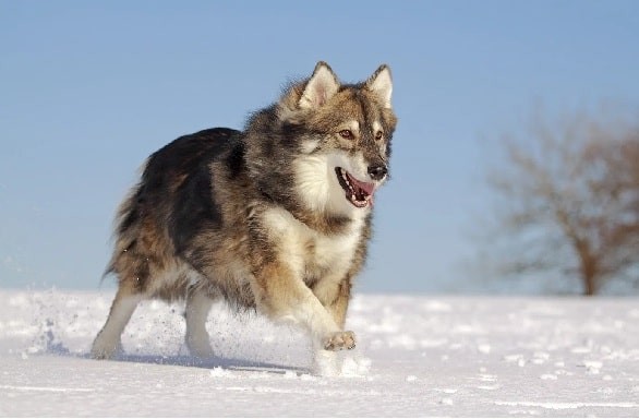 Utonagan Breed Overview: Temperament, Traits, and Family Compatibility