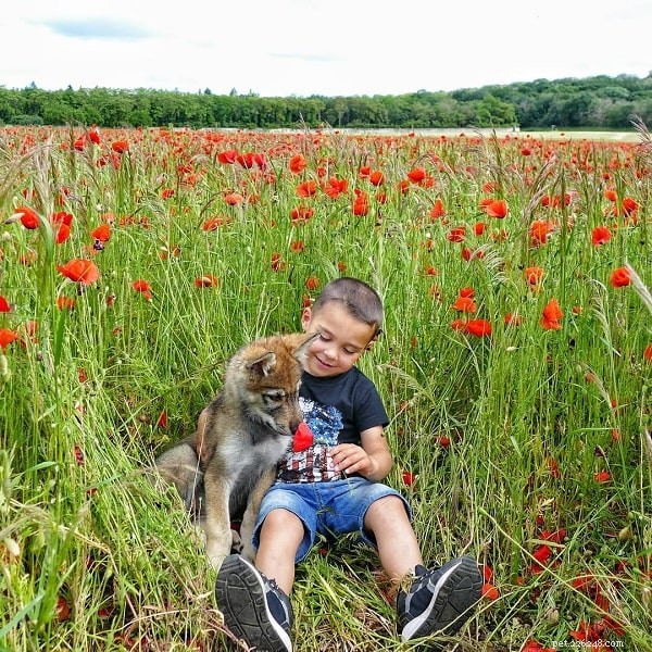 Understanding Wolfdog Behavior: Tips for Responsible Ownership