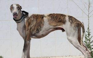 Understanding the Spanish Greyhound: Temperament & Care