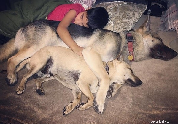 The Chihuahua Shepherd: Traits, Temperament, and Care for a Unique Family Companion