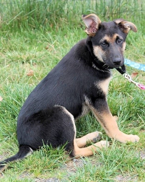 The Chihuahua Shepherd: Traits, Temperament, and Care for a Unique Family Companion