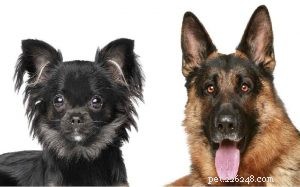 The Chihuahua Shepherd: Traits, Temperament, and Care for a Unique Family Companion