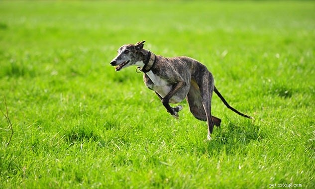 Understanding the Spanish Greyhound: Temperament & Care