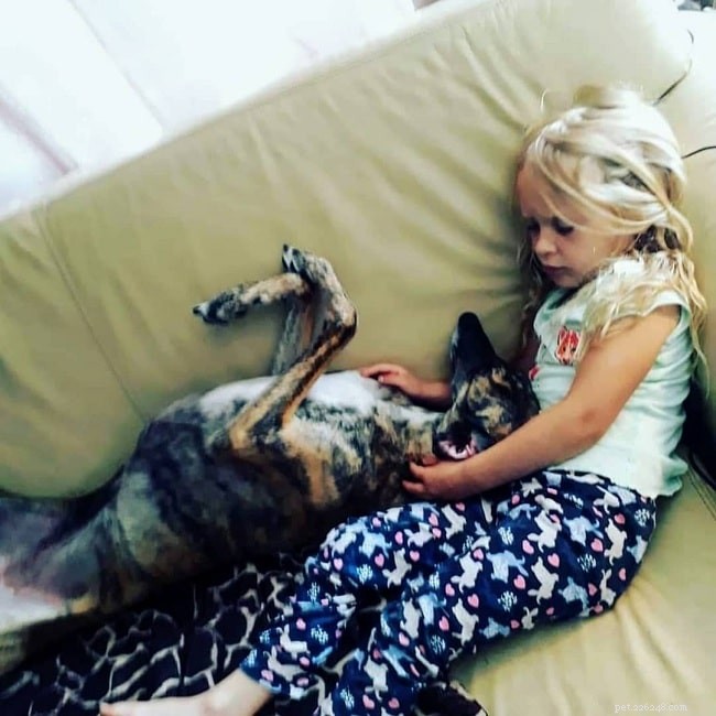 Understanding the Spanish Greyhound: Temperament & Care