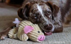 Catahoula Australian Shepherd: Characteristics, Temperament, and Care Guide