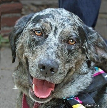 Catahoula Australian Shepherd: Characteristics, Temperament, and Care Guide