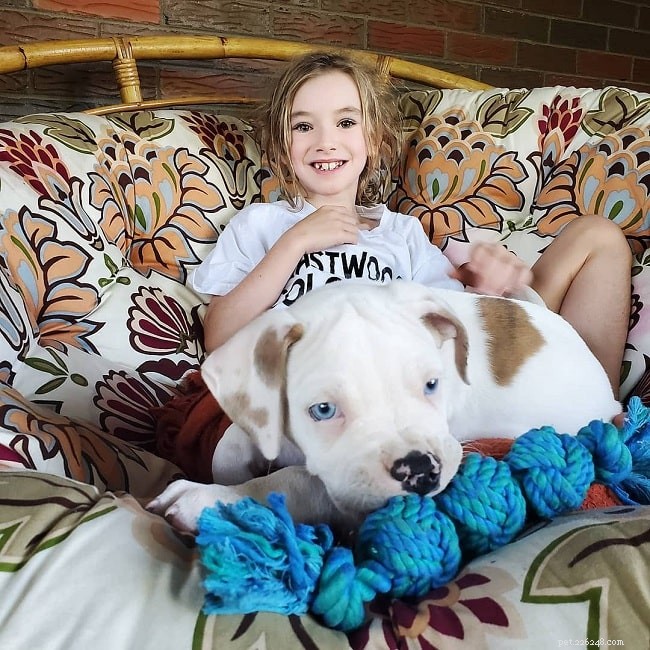 Catahoula Bulldog: Behavior, Traits, and Care Insights